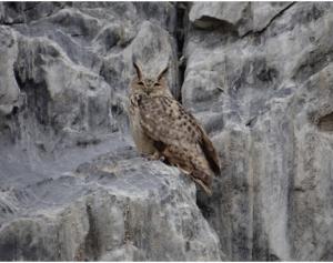 Eurasian Eagle Owl