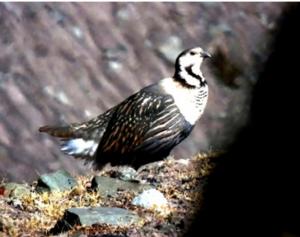 Himalayan Snowcock