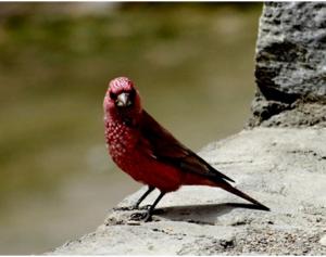 Great Rosefinch