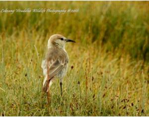 Humme's Ground Pecker