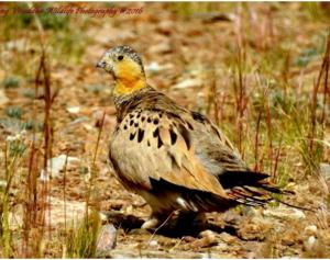 Tibetan Sandgrouse