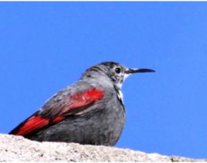 Wall Creeper