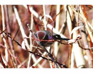 White-browed Tit Warbler