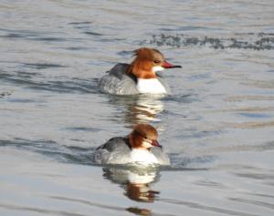 Marganser 