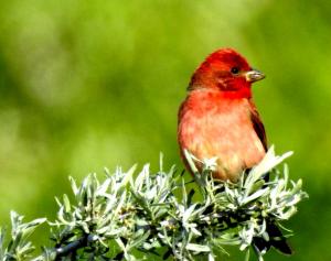 Common Rosefinch (Ichu Idmar)