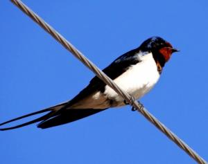 Barn Swallow 