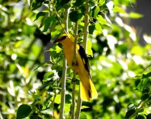 Golden Oriel (Zeri Mayon)