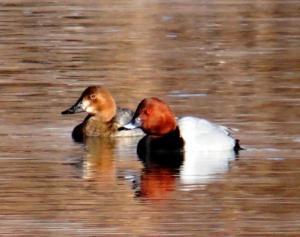 Common Pochard (Chub ja Gomar)