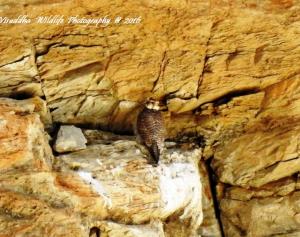 Saker Falcon 
