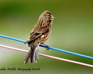 Twite