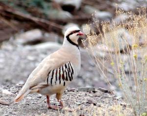 Chukar Partridge (sRakpa)