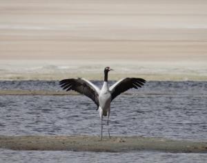 Black-necked Crane (Cha Thung Thung)