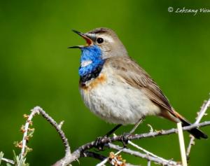 Blue-throat (Ogle sngonpo)