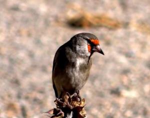Europian Goldfinch (Chipa Dongmar)