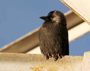 Jack Daw (Forok migkar)