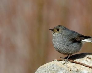 Plumbeous Water Redstart (Chui Sentik)