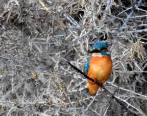 Common Kingfisher (Nyaza Chuon)