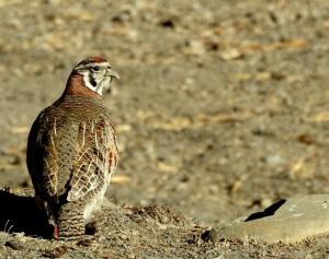 Tibetan Partridge (Dep sRak)