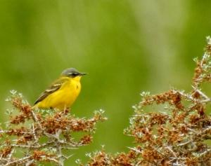 Grey Wagtail 