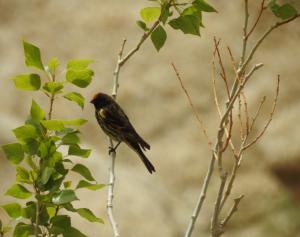 Red-fronted Serin (Palba membar)