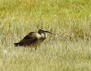 Whimbreal 