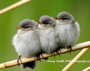 Chicks of Kashmir Chiff Chaff