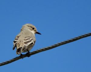 Spotted Flycatcher