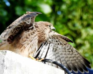 Common Kestrel (Tha)