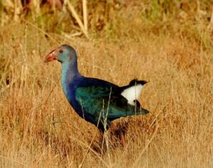 Purple Swamphen 