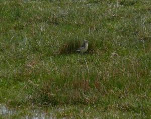 Bandt's Mountain Finch