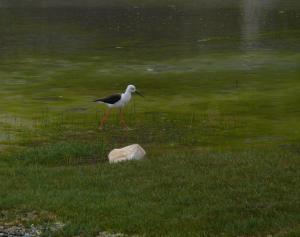 Black Winged Stilt