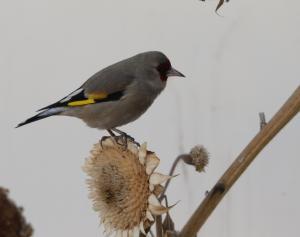 Europian Gold Finch