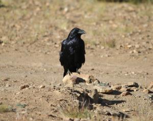 Commen Raven