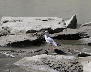 Brown Headed Gull