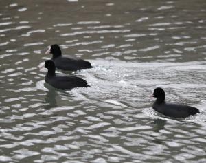 Common Coot