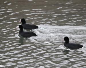 Common Coot