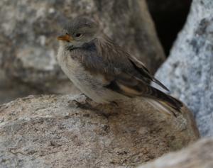 Tibetan Snowfinch