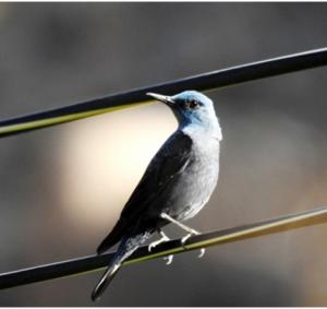Blue Rock Thrush