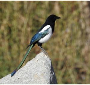 Eurasian / Black-billed Magpie
