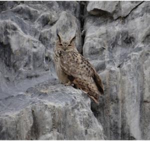 Eurasian Eagle Owl