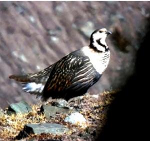 Himalayan Snowcock