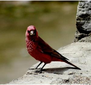 Great Rosefinch
