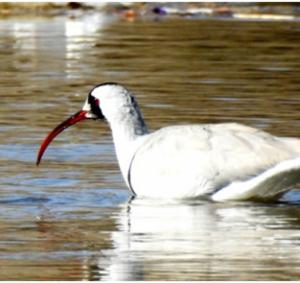 Ibisbill 