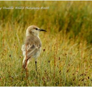 Humme's Ground Pecker