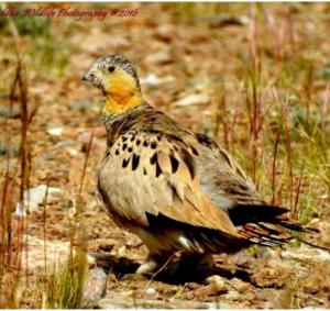 Tibetan Sandgrouse