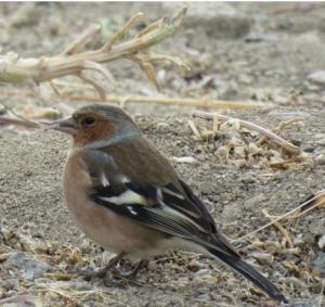 Common Chaff Finch