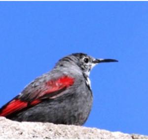 Wall Creeper