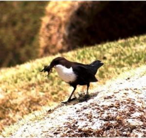 White-throated Dipper 