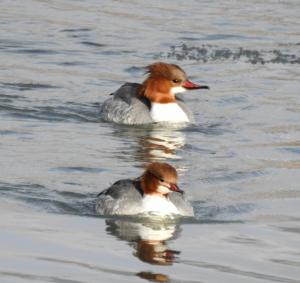 Marganser 