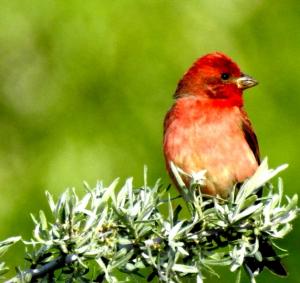 Common Rosefinch (Ichu Idmar)